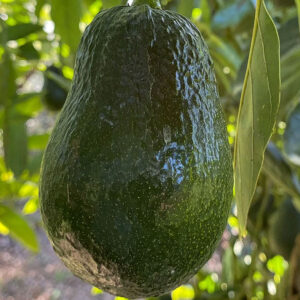 Aguacate Hass - AguacateVA